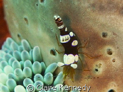 Squat Shrimp next to an anemone - just happen to be a who... by Claire Kennedy 